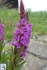 Gewöhnlicher Blutweiderich (Lythrum salicaria) am Rheinufer Hamm