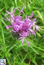 Wiesen-Flockenblume (Centaurea jacea) am Rheinufer Hamm