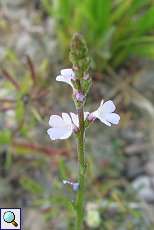 Echtes Eisenkraut (Verbena officinalis)