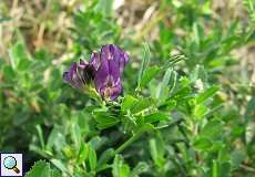 Luzerne (Medicago sativa) am Rheinufer Hamm