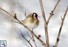 Stieglitz (Carduelis carduelis) im Winter am Rheinufer Hamm