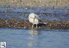 Silbermöwe (Larus argentatus) am Rheinufer in Düsseldorf-Hamm