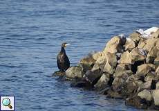 Kormoran (Phalacrocorax carbo carbo) am Rheinufer in Düsseldorf-Hamm