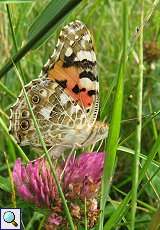 Distelfalter (Vanessa cardui) am Rheinufer Hamm