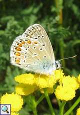 Hauhechel-Bläuling (Polyommatus icarus) am Rheinufer Hamm