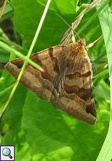 Braune Tageule (Euclidia glyphica) am Rheinufer Hamm