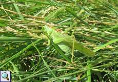 Männliches Grünes Heupferd (Tettigonia viridissima) am Rheinufer Hamm