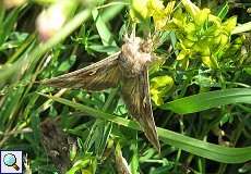 Gammaeule (Autographa gamma) am Rheinufer Hamm