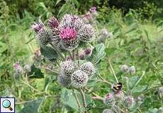 Große Klette (Arctium lappa) am Rheinufer Hamm