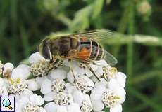 Mittlere Keilfleckschwebfliege (Eristalis interrupta) am Rheinufer Hamm