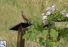 Turmfalke (Falco tinnunculus) am Rheinufer Hamm