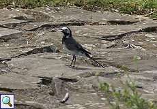 Bachstelze (Motacilla alba) am Rheinufer Hamm