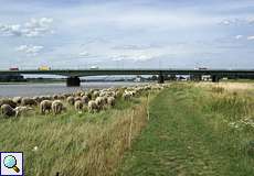 Rheinaue Hamm mit Blick auf die Josef-Kardinal-Frings-Brücke