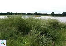 Der Rhein in Düsseldorf-Hamm