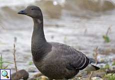 Ringelgans (Branta bernicla) am Rheinufer Hamm