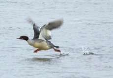 Weiblicher Gänsesäger (Common Mergus merganser) am Rheinufer Hamm