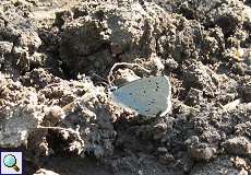 Faulbaum-Bläuling (Celastrina argiolus) am Himmelgeister Rheinbogen