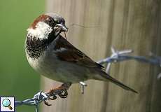 Männlicher Haussperling (Passer domesticus) im Naturschutzgebiet Himmelgeister Rheinbogen