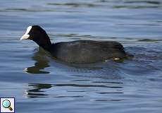 Blässhuhn (Fulica atra) am Himmelgeister Rheinbogen