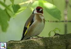 Stieglitz (Carduelis carduelis) im Naturschutzgebiet Himmelgeister Rheinbogen