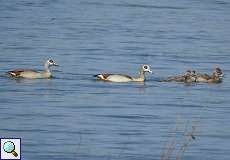 Nilgänse (Alopochen aegyptiaca) am Himmelgeister Rheinbogen