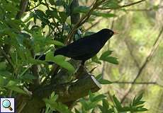 Amsel-Männchen (Turdus merula) im Naturschutzgebiet Himmelgeister Rheinbogen