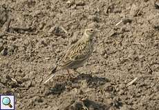 Feldlerche (Alauda arvensis) am Himmelgeister Rheinbogen