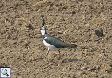 Kiebitz (Vanellus vanellus) am Himmelgeister Rheinbogen