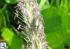 Zweifleckiger Zipfelkäfer (Malachius bipustulatus) am Himmelgeister Rheinbogen