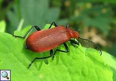 Rotköpfiger Feuerkäfer (Pyrochroa serraticornis) am Himmelgeister Rheinbogen