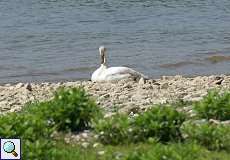 Höckerschwan (Cygnus olor) am Himmelgeister Rheinbogen