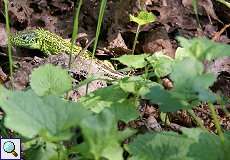 Zauneidechse (Lacerta agilis) am Himmelgeister Rheinbogen