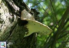 Schuppiger Porling (Polyporus squamosus) am Himmelgeister Rheinbogen