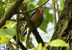 Buchfink (Fringilla coelebs) am Himmelgeister Rheinbogen