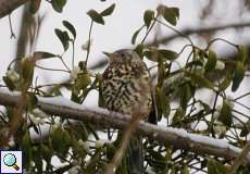 Misteldrossel (Turdus viscivorus) am Himmelgeister Rheinbogen