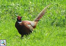 Männlicher Fasan (Phasianus colchicus) am Himmelgeister Rheinbogen