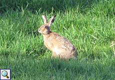 Feldhase (Lepus europaeus) im Frühling am Himmelgeister Rheinbogen