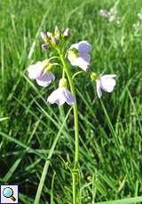 Wiesen-Schaumkraut (Cardamine pratensis) am Himmelgeister Rheinbogen