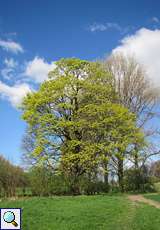 Blühender Baum am Himmelgeister Rheinbogen