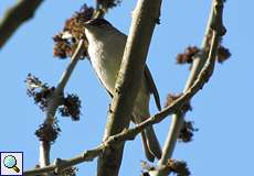 Männliche Mönchsgrasmücke (Sylvia atricapilla atricapilla) am Himmelgeister Rheinbogen