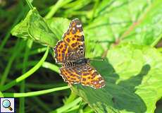 Landkärtchen (Araschnia levana) am Himmelgeister Rheinbogen