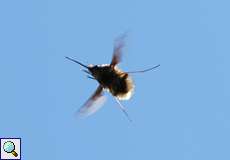 Großer Wollschweber (Bombylius major) am Himmelgeister Rheinbogen