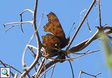 C-Falter (Polygonia c-album) am Himmelgeister Rheinbogen