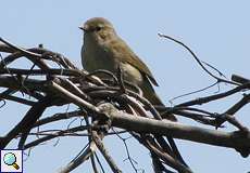 Zilpzalp (Phylloscopus collybita) am Himmelgeister Rheinbogen