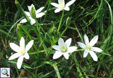 Dolden-Milchstern (Ornithogalum umbellatum)