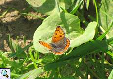 Keiner Feuerfalter (Lycaena phlaeas) am Himmelgeister Rheinbogen