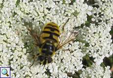 Totenkopf-Schwebfliege (Myathropa florea) im Hubbelrather Bachtal