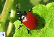 Pappelblattkäfer (Chrysomela populi) im Hubbelrather Bachtal