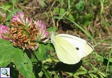 Kleiner Kohlweißling (Pieris rapae) im Hubbelrather Bachtal