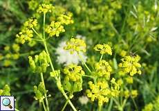 Gemeiner Pastinak (Pastinaca sativa) im Hubbelrather Bachtal